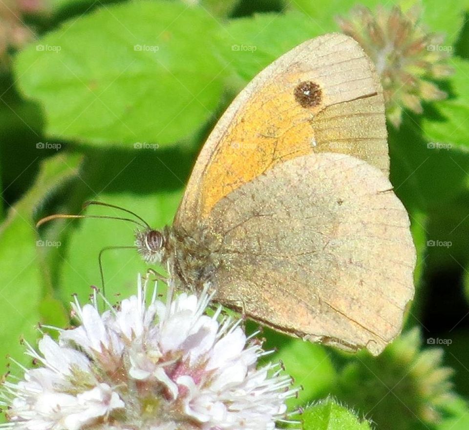 Spring butterfly