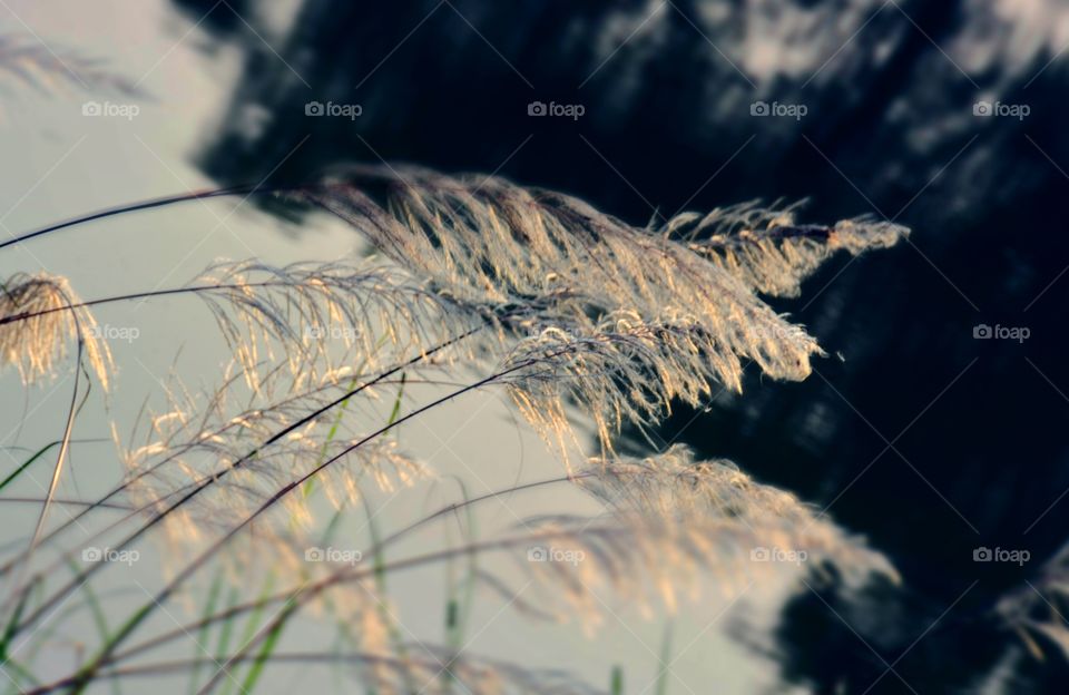 Reed growing on field during winter