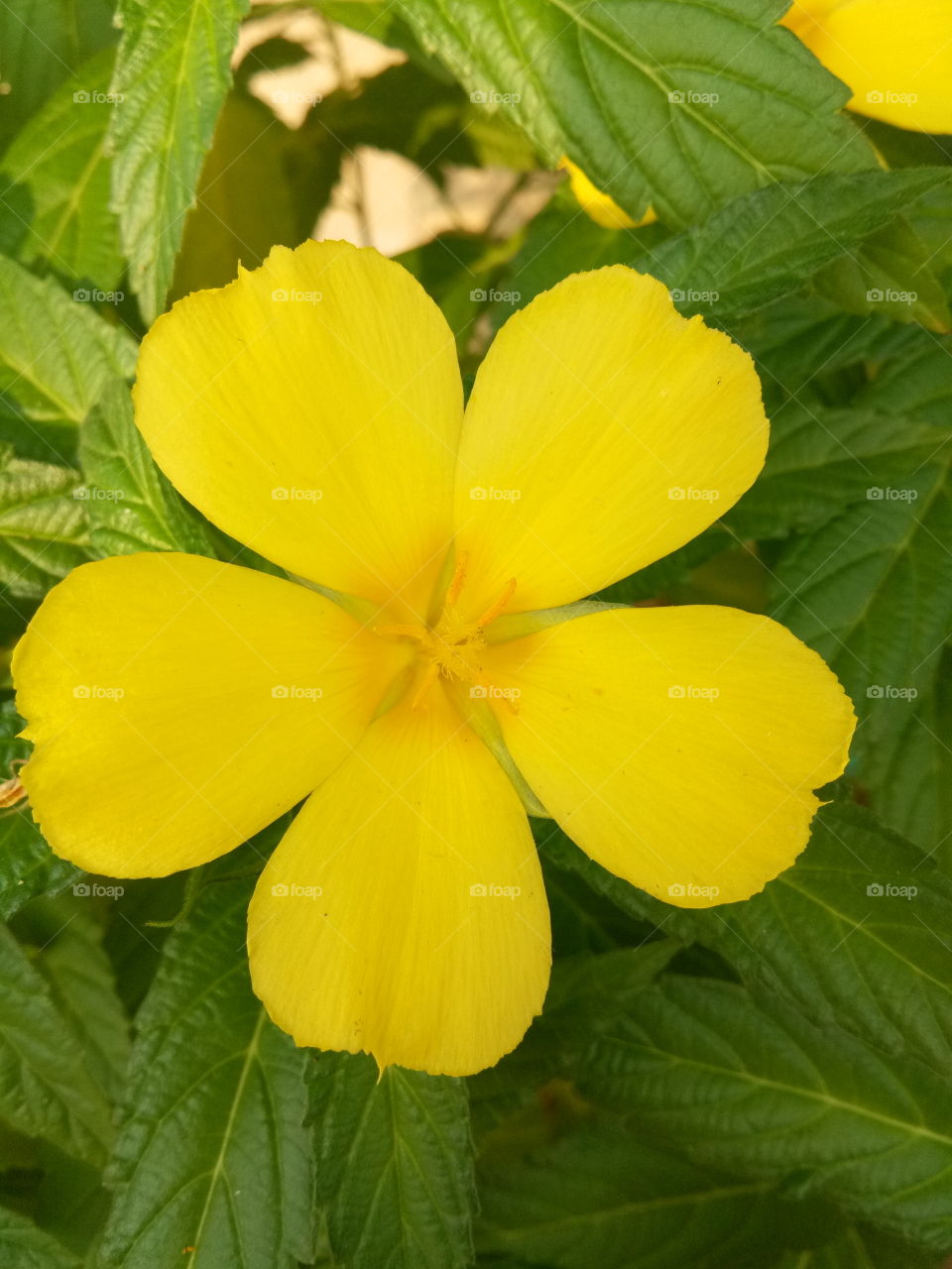 yellow flower💛
