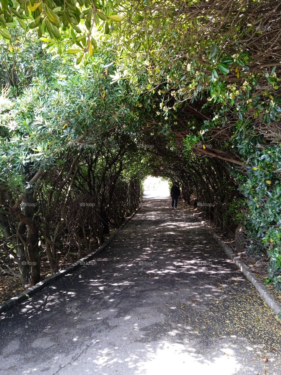 Passage under trees