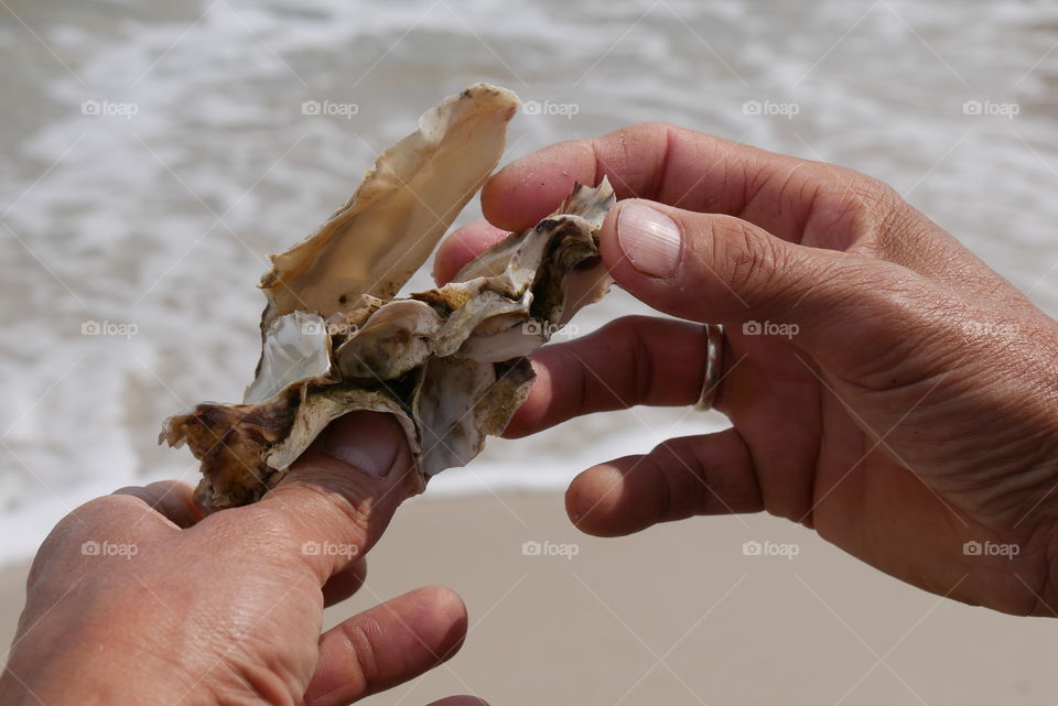 Hands holding an oyster 