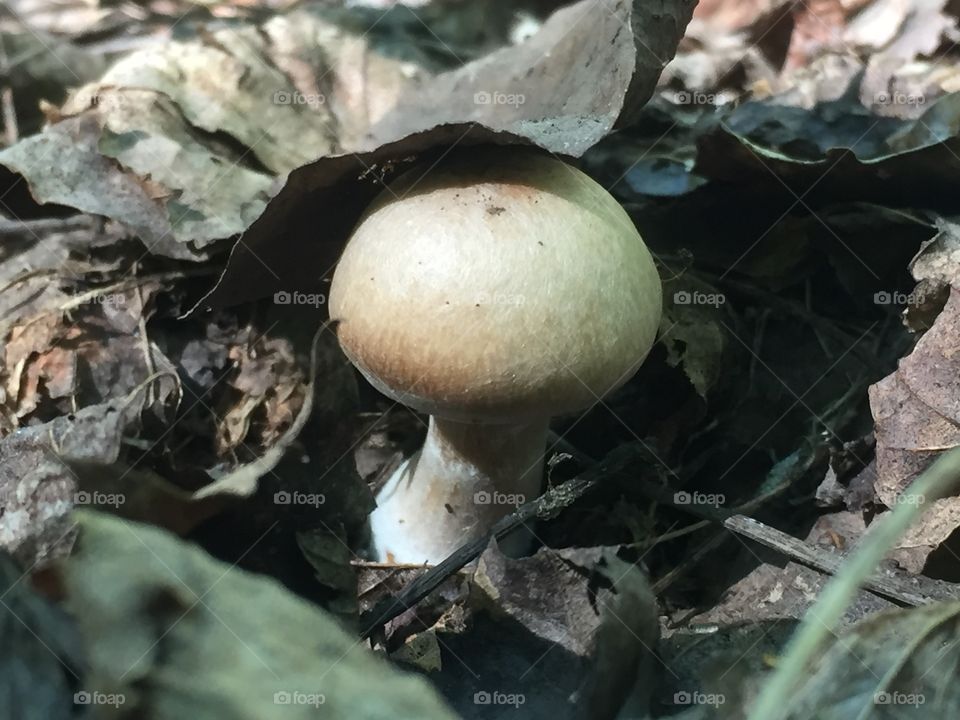 Mushroom fungi 
