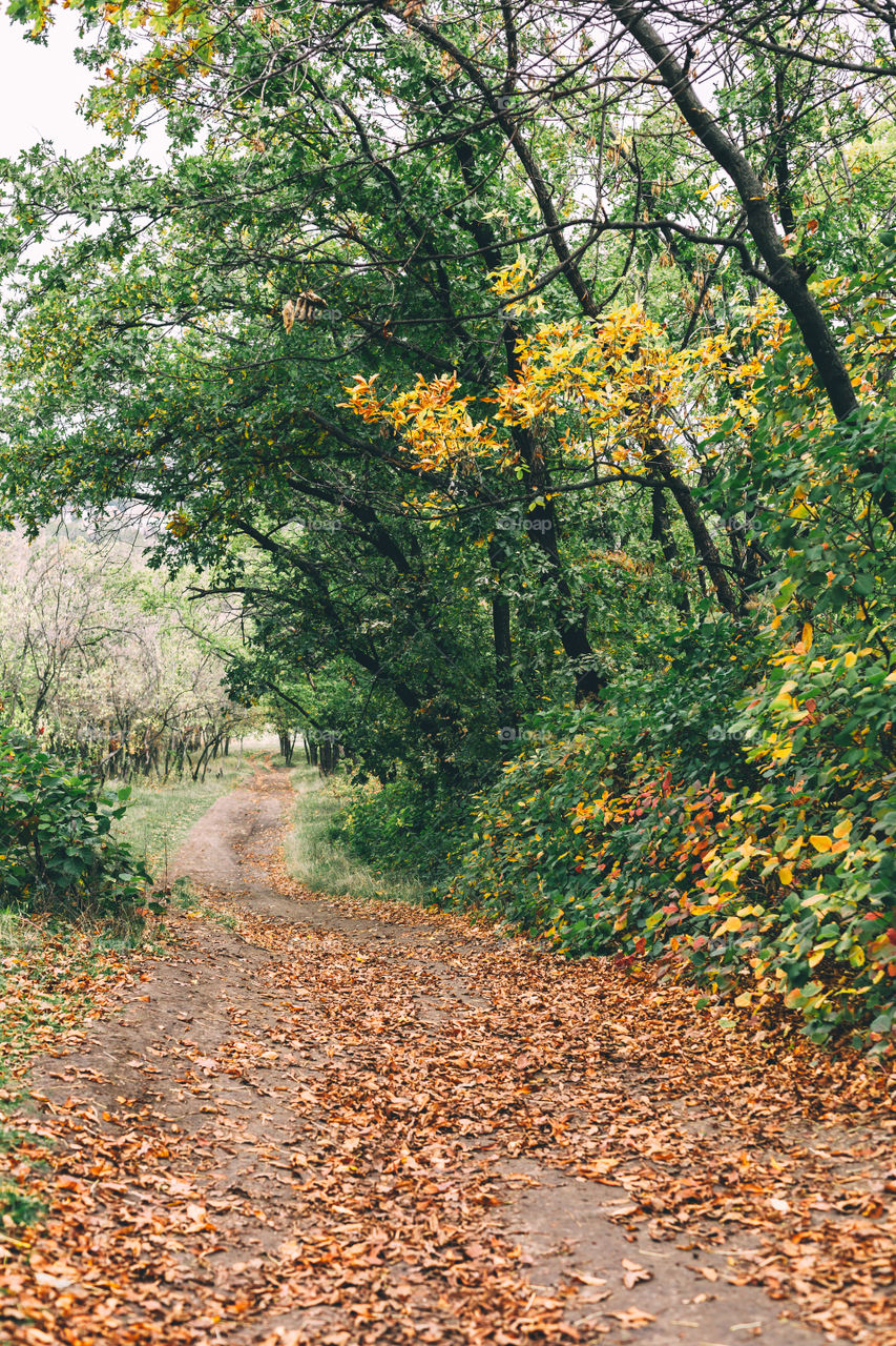 Beautiful path in woodland forest under the trees 
