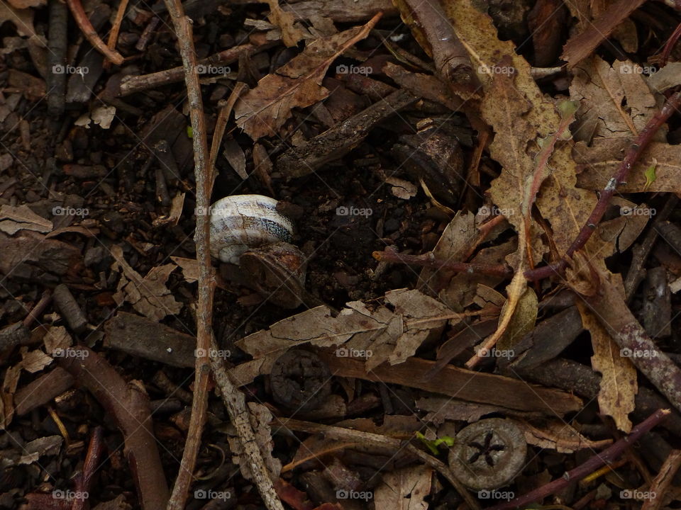 Snail among dead leaves in the forest 