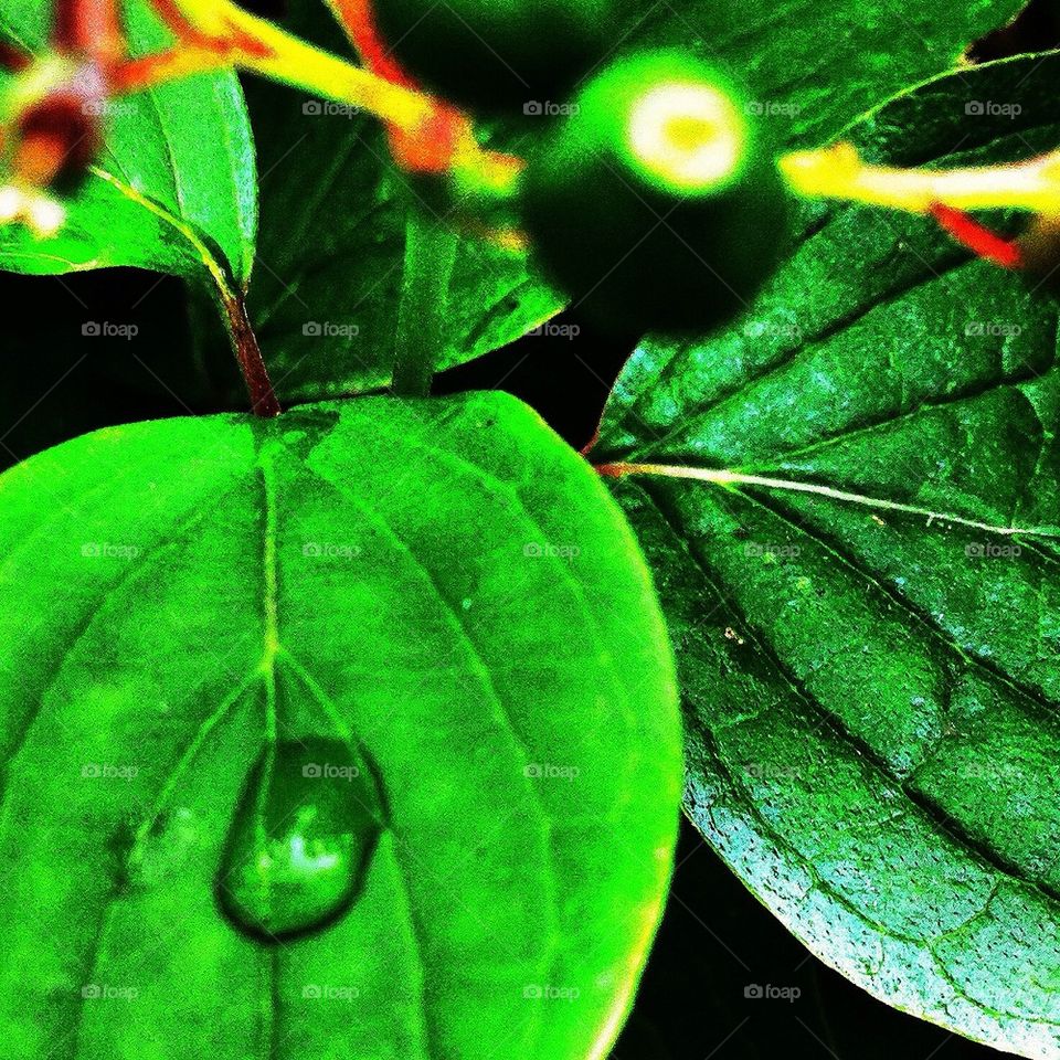 green fresh leaf rain by hannahdagogo