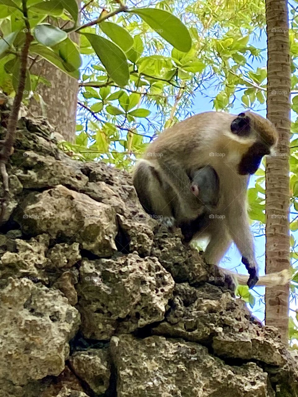 Green Monkey with baby Barbados rainforest 