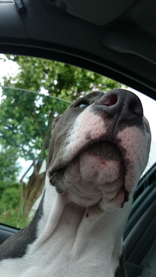 Capo Junior 