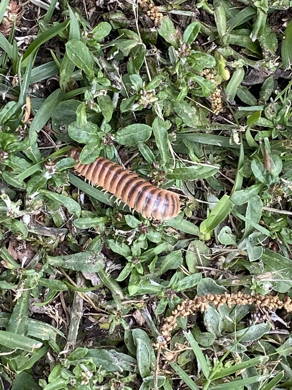 Earth worm 