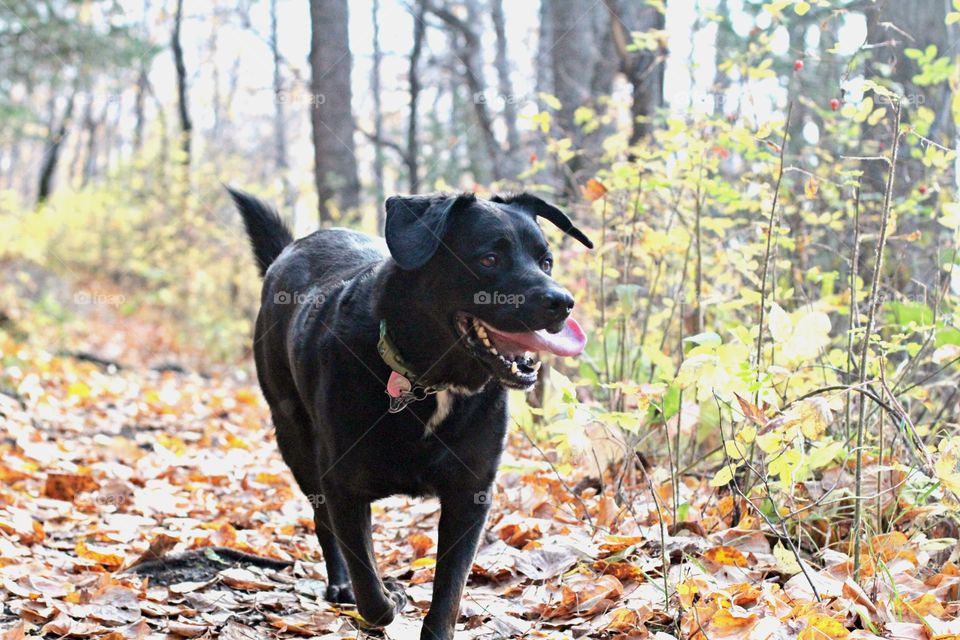 Ruby is in doggy-heaven running on our favorite trail in Anchorage, Alaska