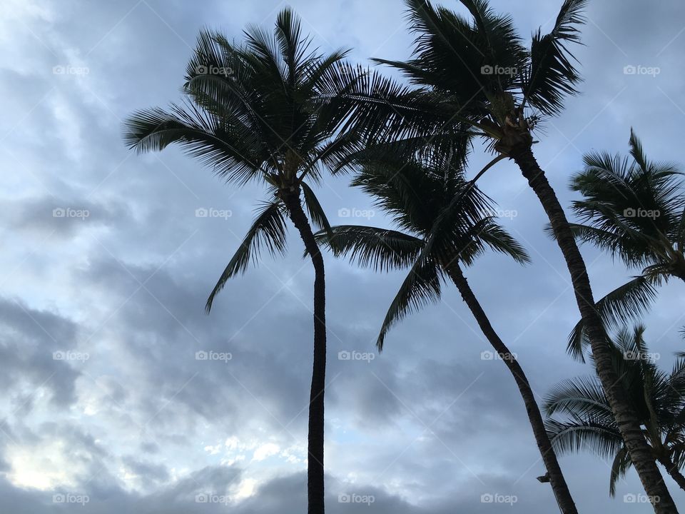 Palms on the beach 