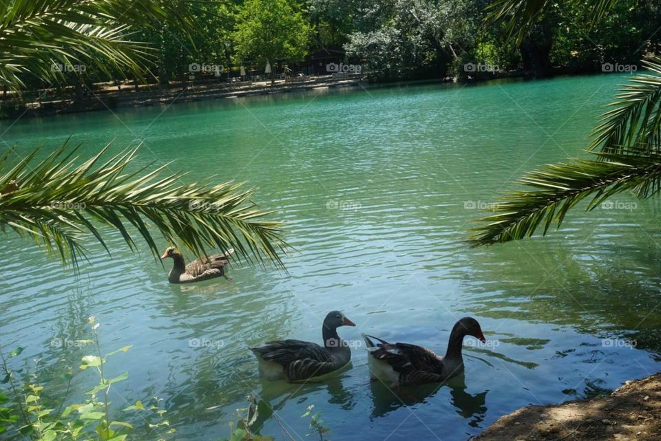 Nature#lake#water#ducks#trees#palms