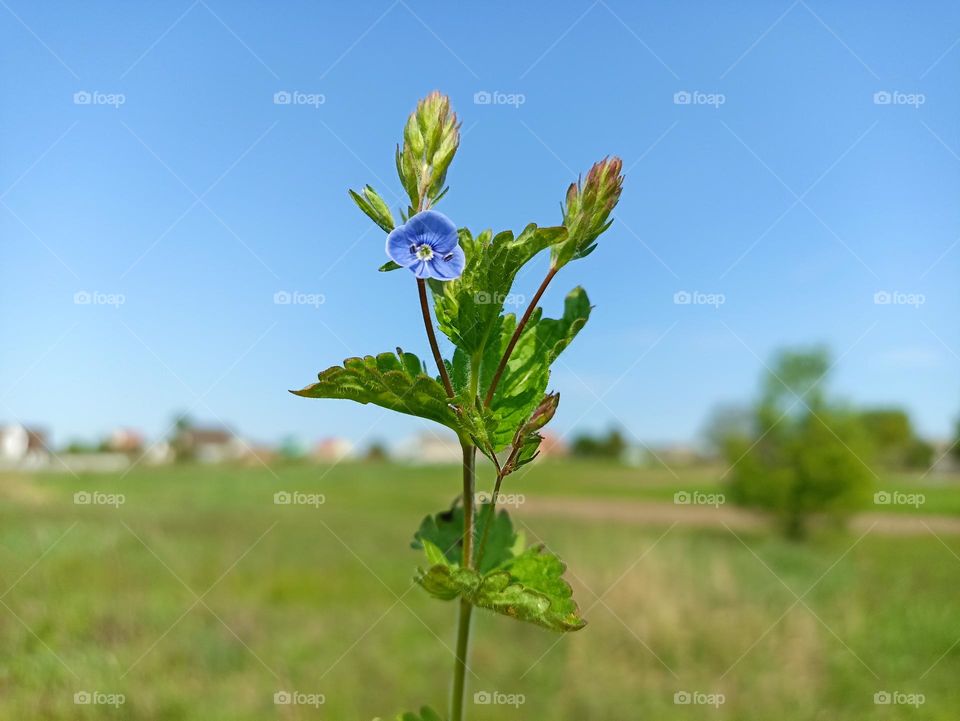 Veronica chamaedrys, the germander speedwell, bird's-eye speedwell, or cat's eyes