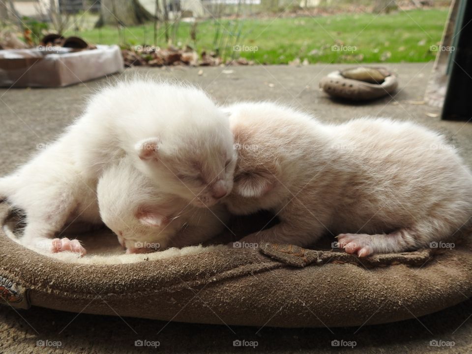 baby infant kittens snuggle together