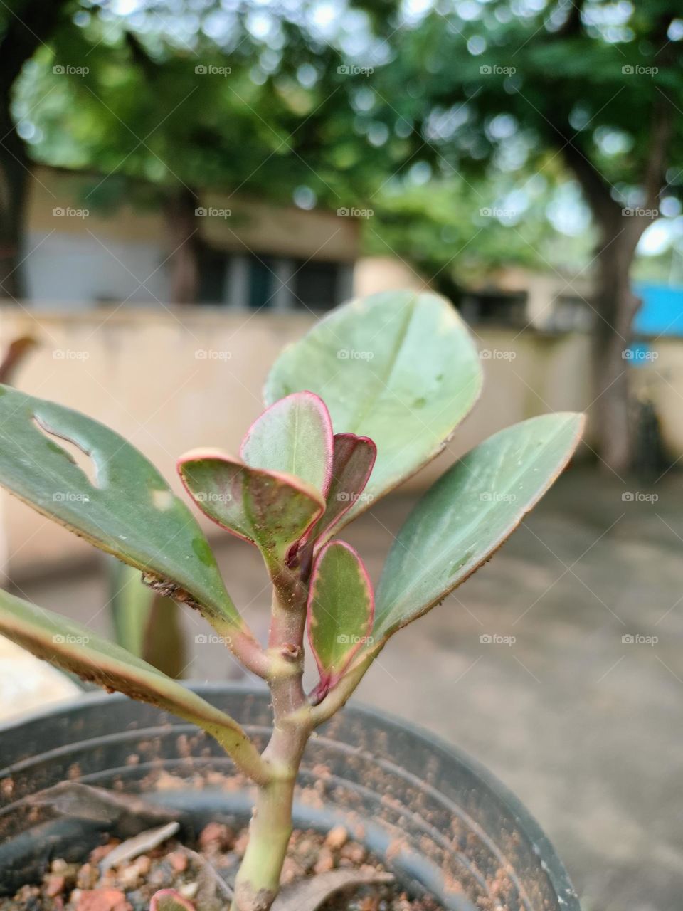 Beautiful Plants In Home