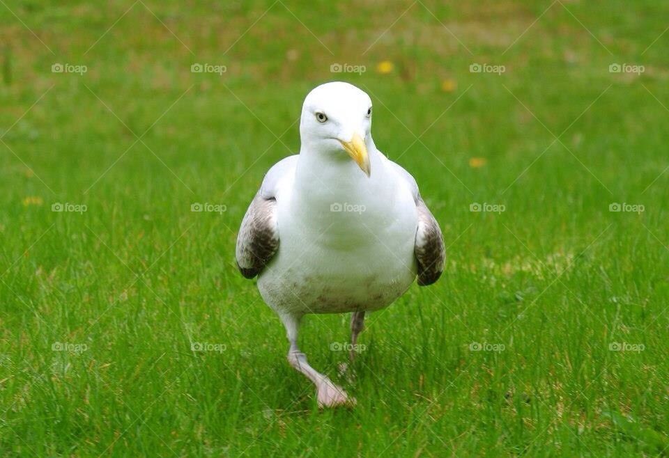 Sneaky seagull