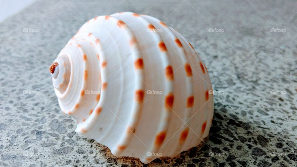 Shell with amazing Design