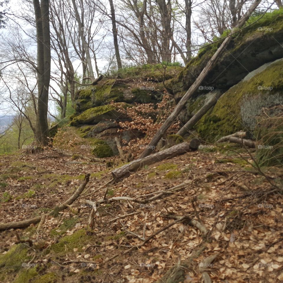 Felsen im Wald 5