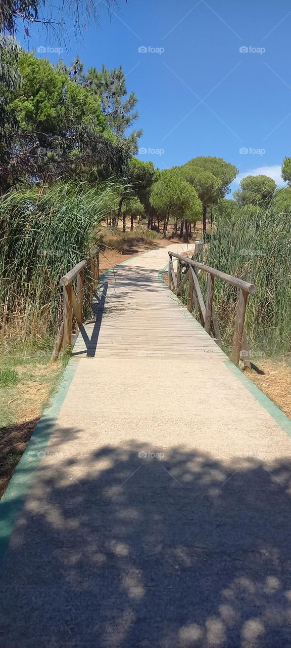 Puente madera camaleón