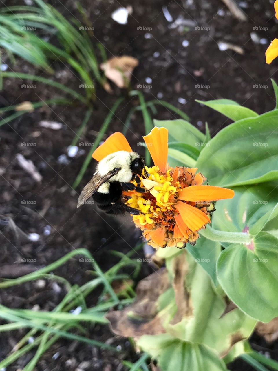 Summer bumble bee on orange flower