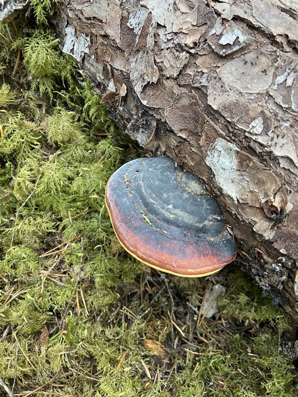 Black, red and yellow mushroom growing on a tree in the forest.