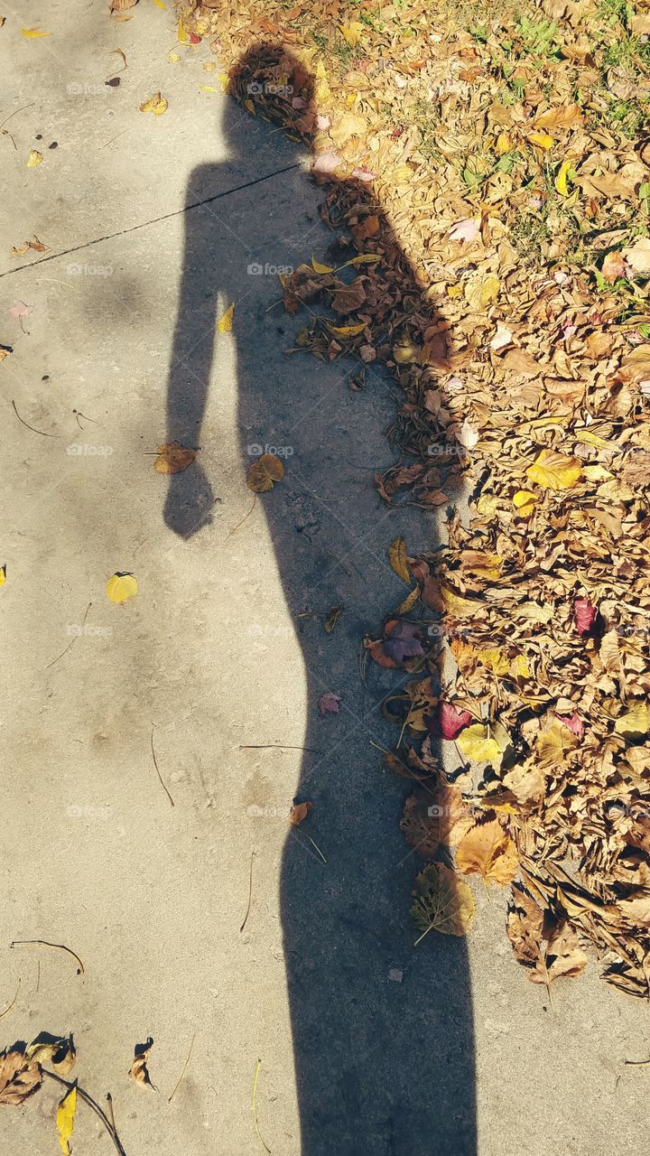 Autumn Shadows