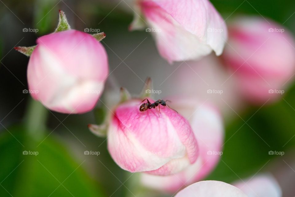 Ant on a flower