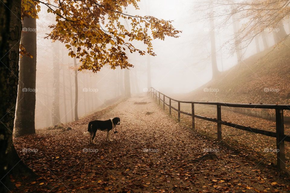 Eerie autumn days, while on a walk in the forest with my dog. Spooky season is here.