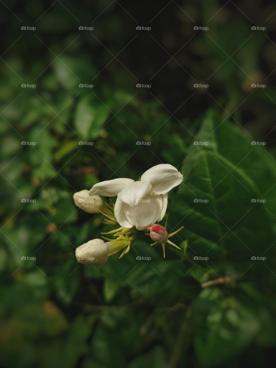 when jasmine is shaped like a beetle