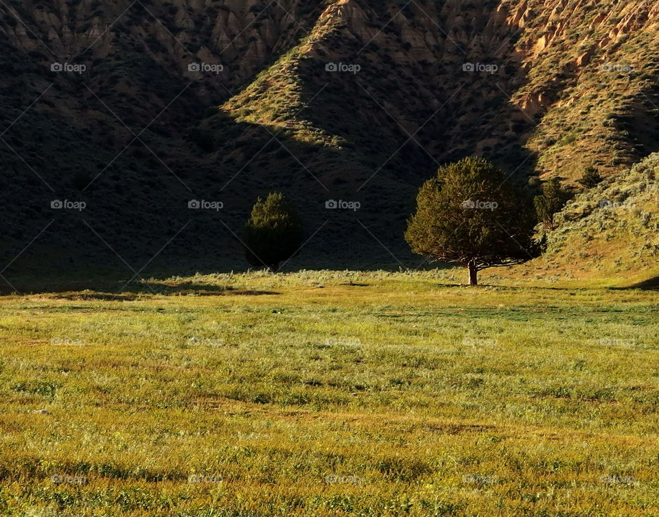 A lone tree stands in a depression in a hill in Eastern Oregon in the spring. 