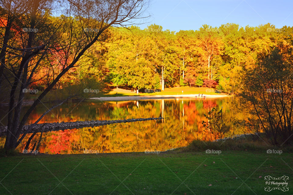 Golden leaves. Gold and red leaves reflecting on lake