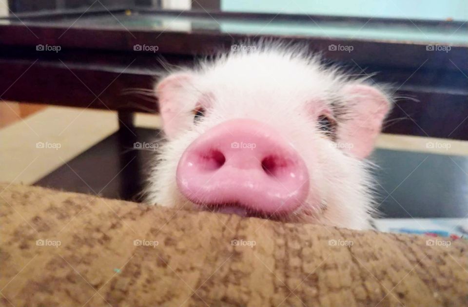 Pig wants to sit on couch