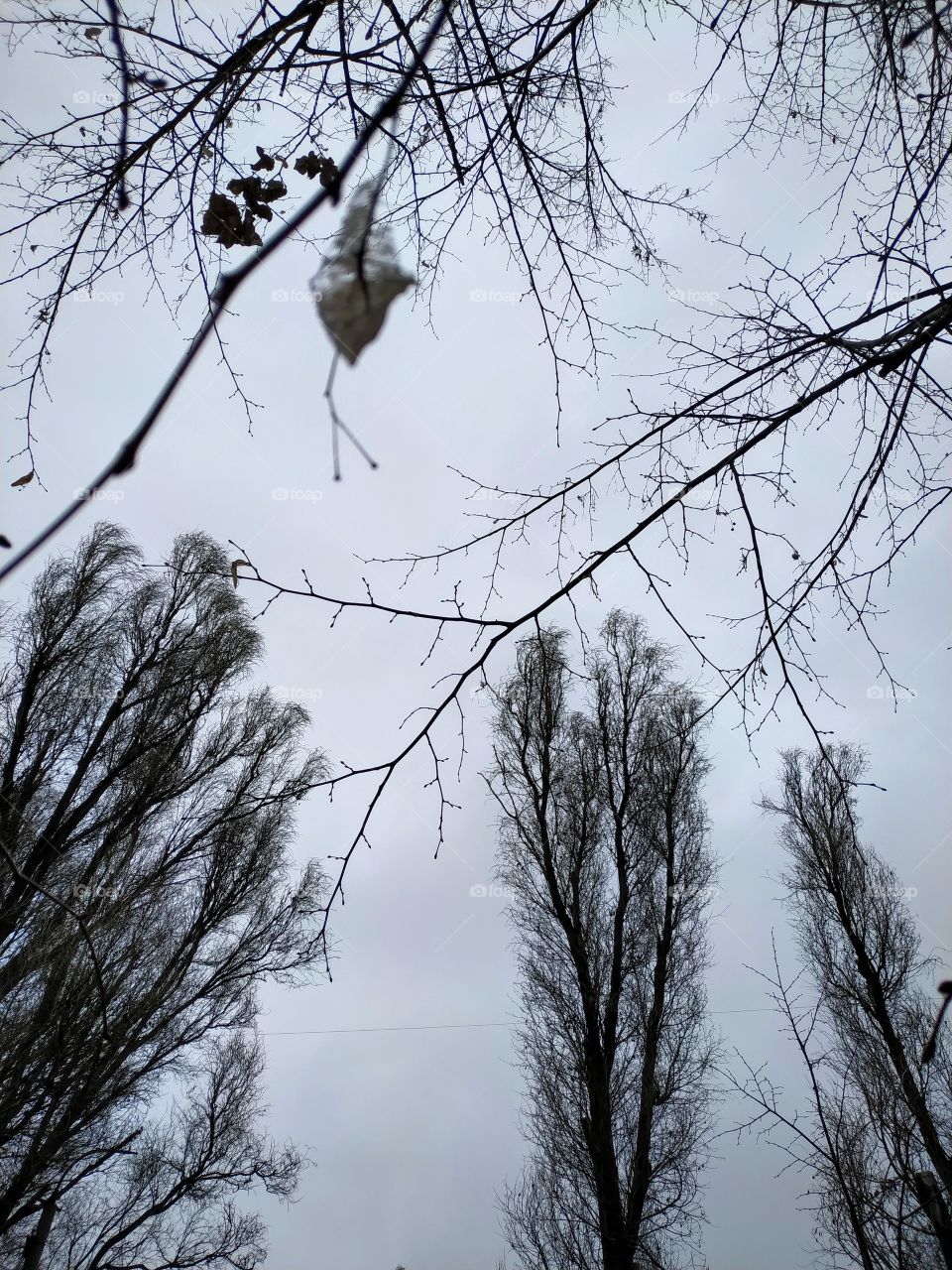 black and white winter