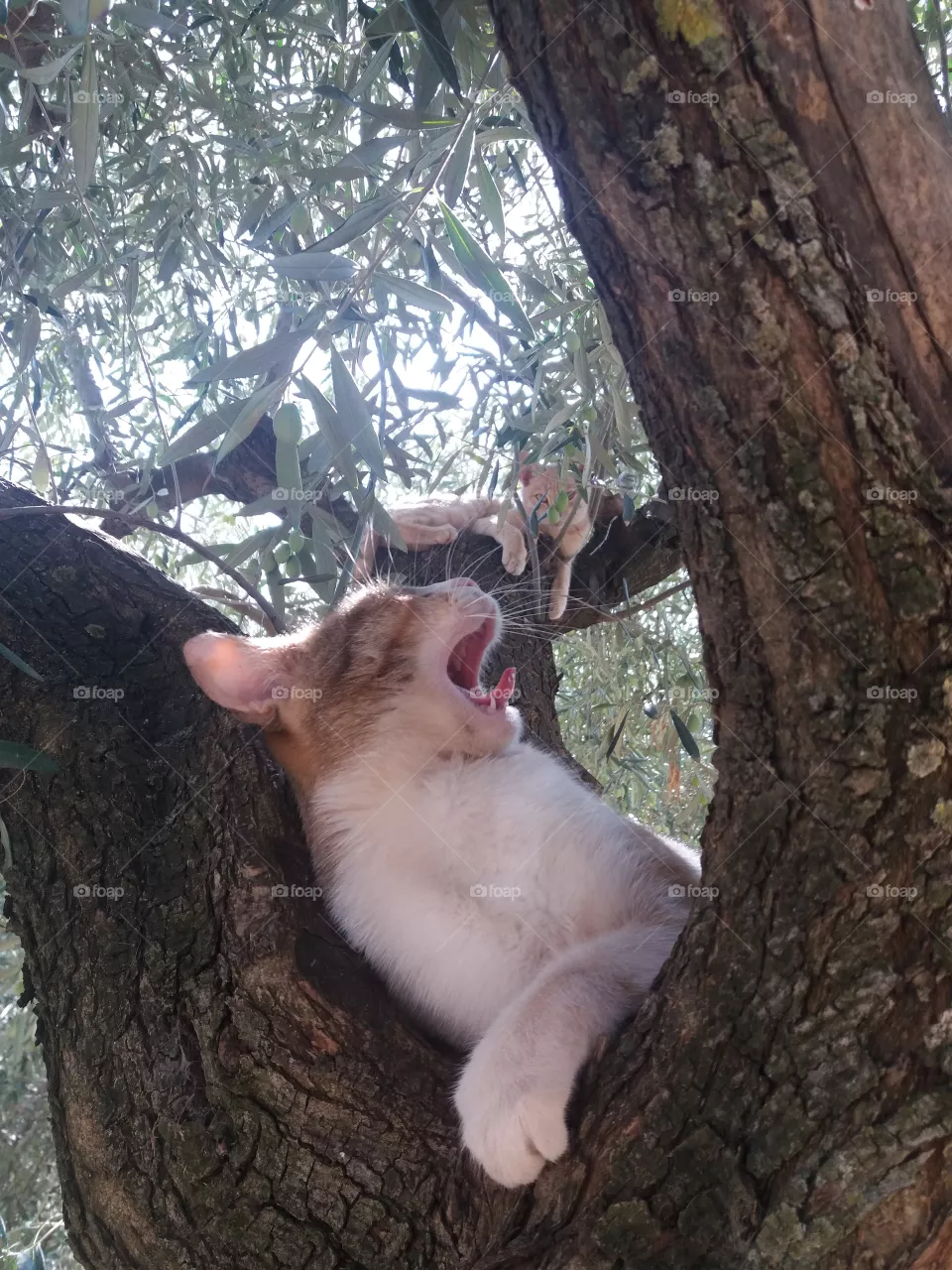cats