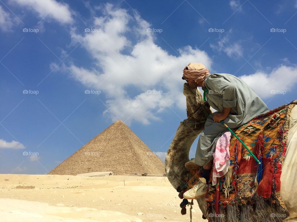 Men kissing camel