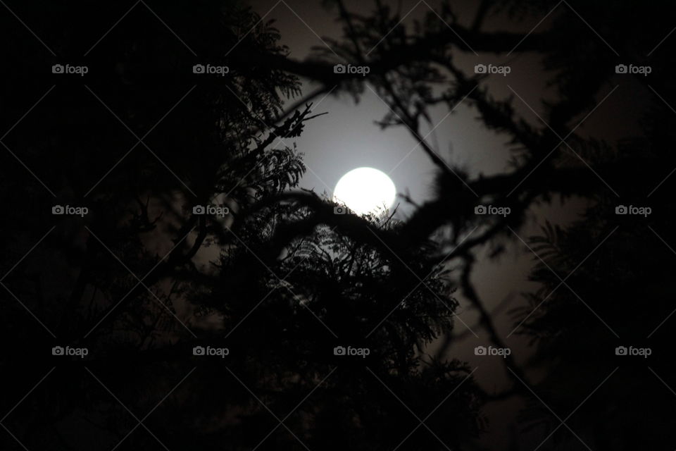 The light of the moon between branches and leaves.