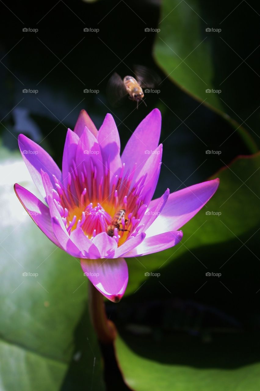 Water lily 2