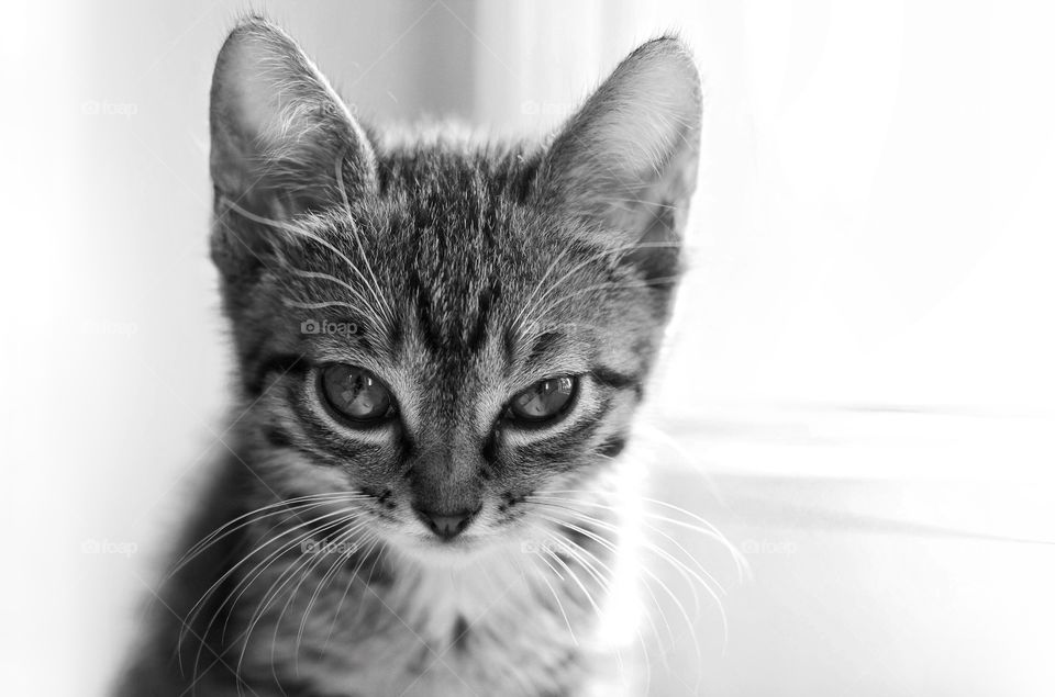 Kitten squints in the sun while sitting on a windowsill