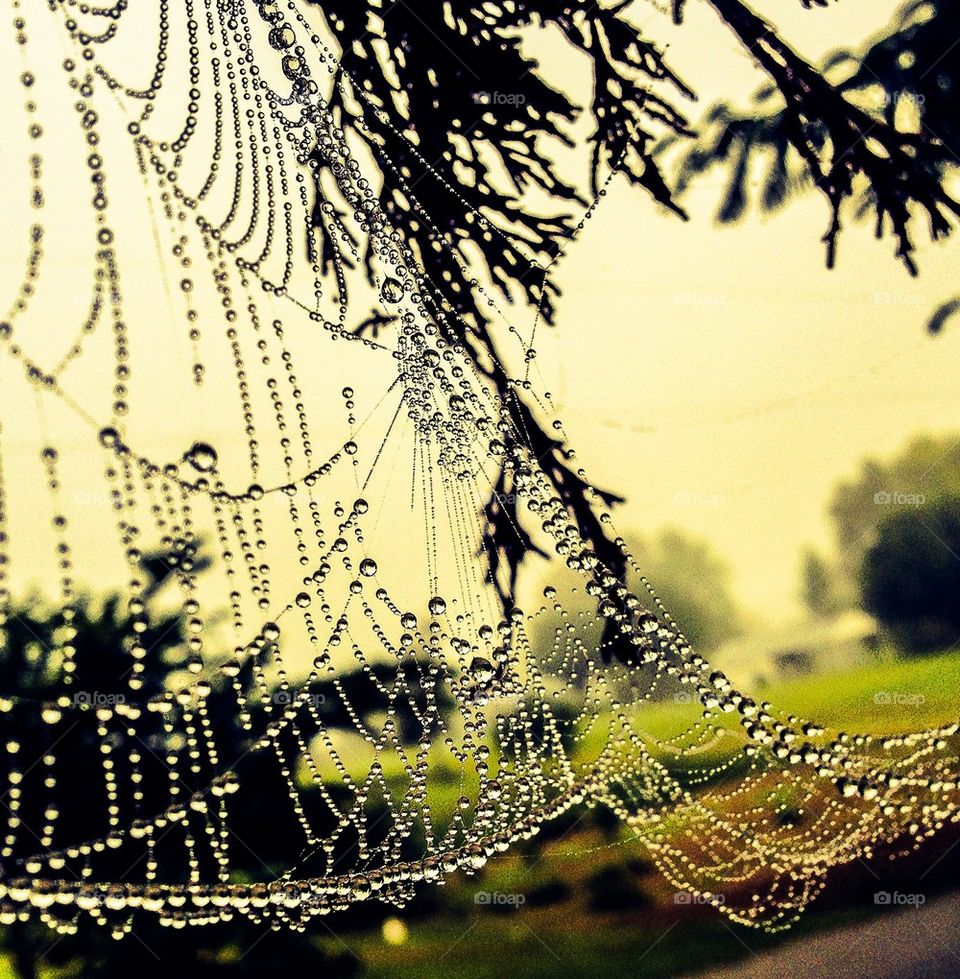 Spiderweb in the rain