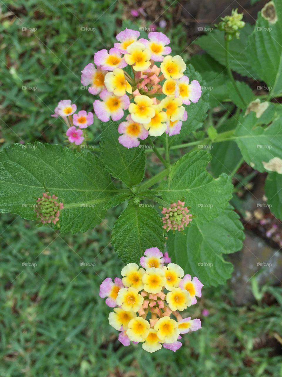 Lantana flowers