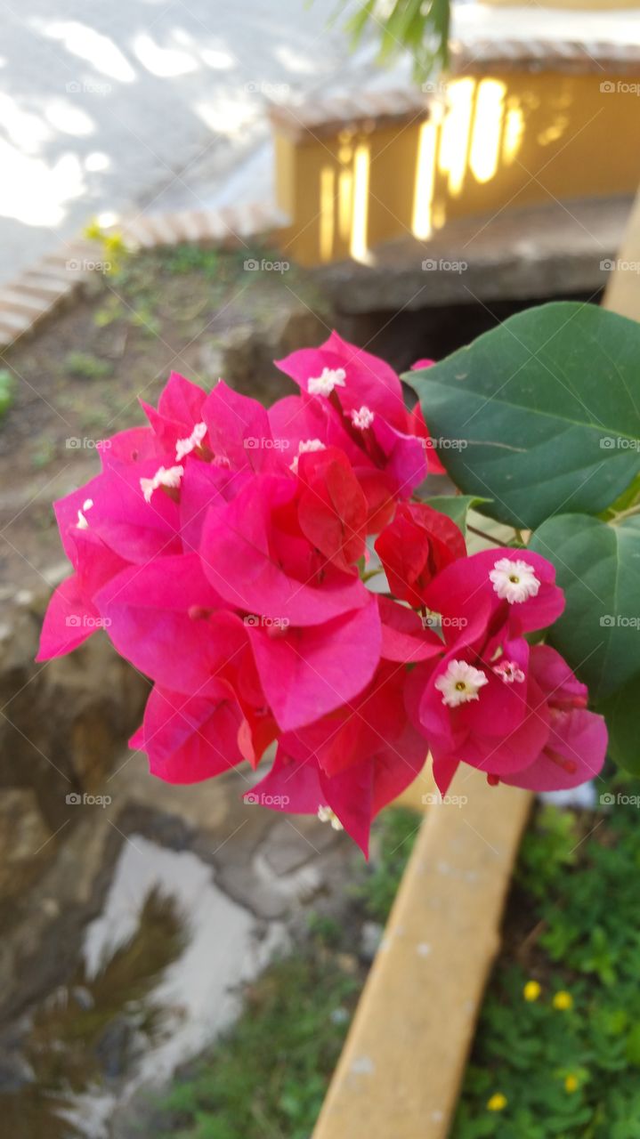 Nicaragua flowers
