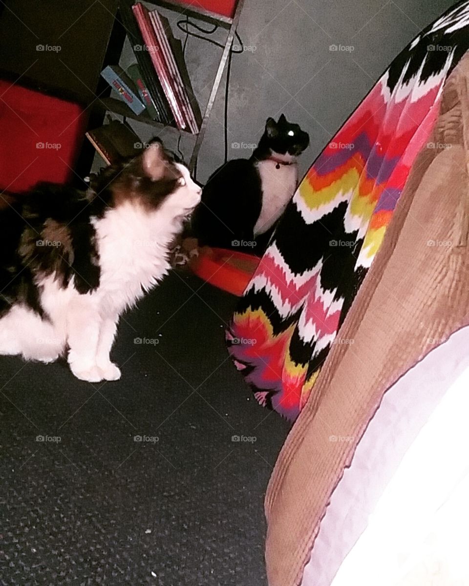 I have guard kitties