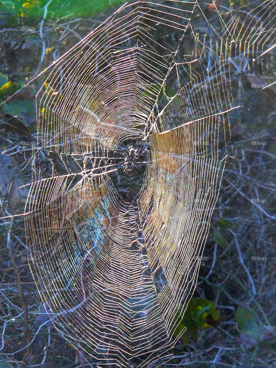 Spider web