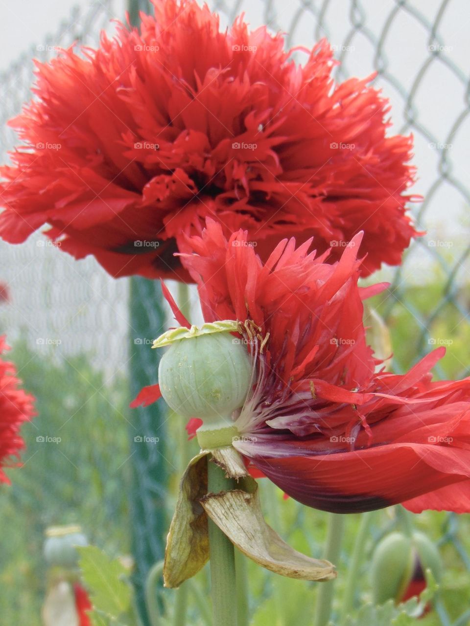 Red poppy and green seed