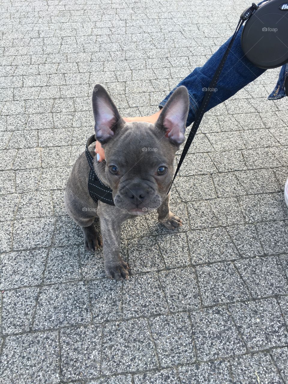French Bulldog in Warsaw