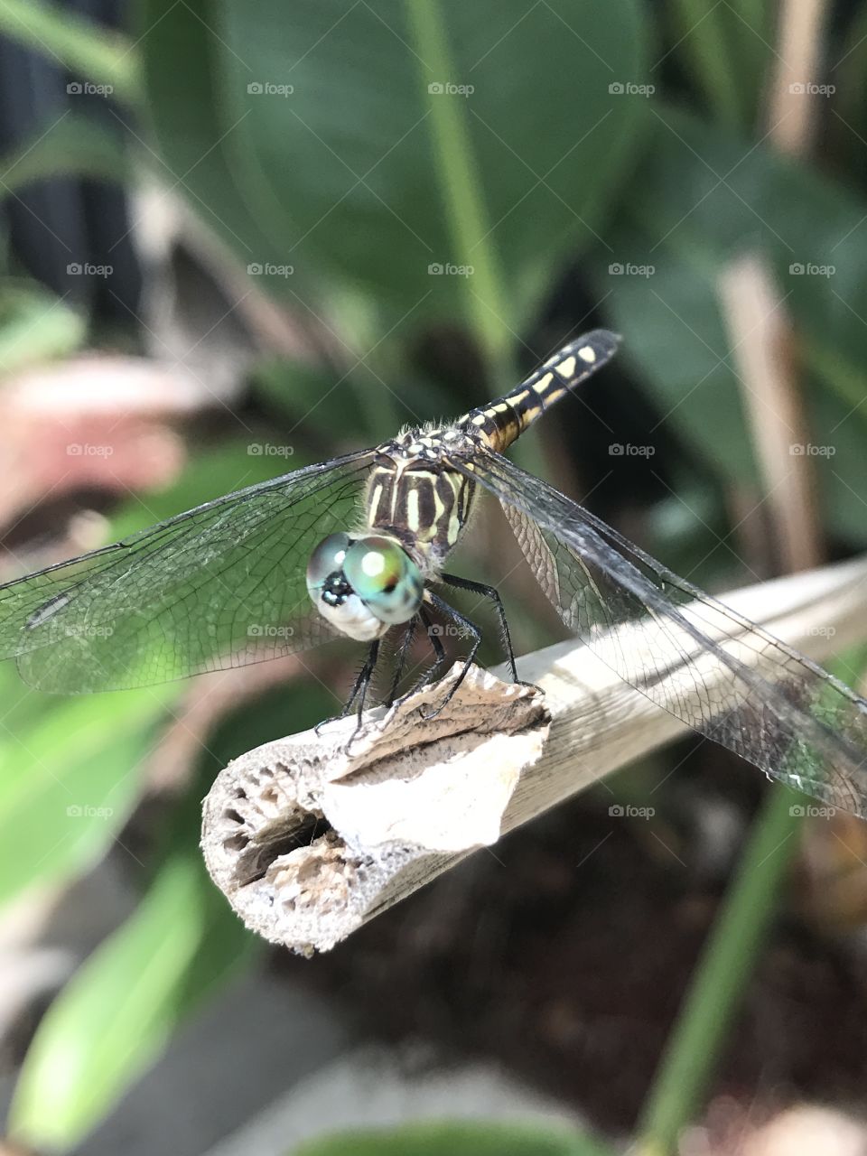 Dragonfly on mosquito hawk sitting in my backyard