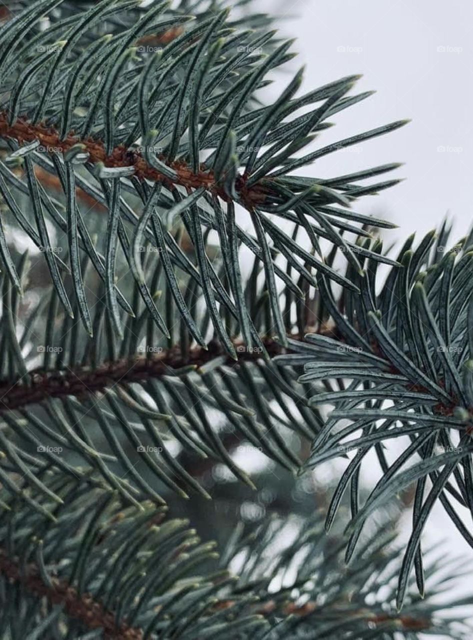 Pine tree branches