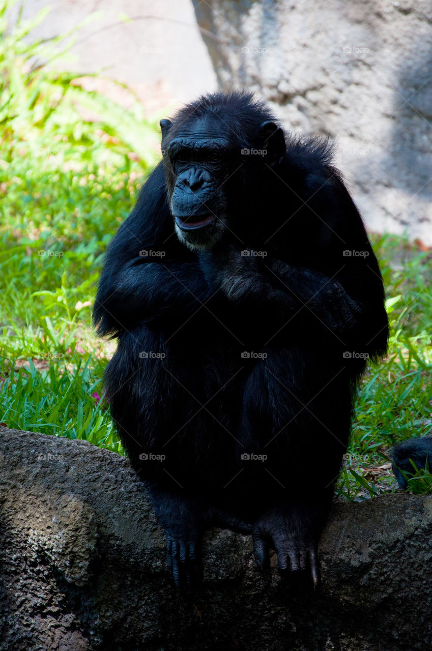 Chimpanzee