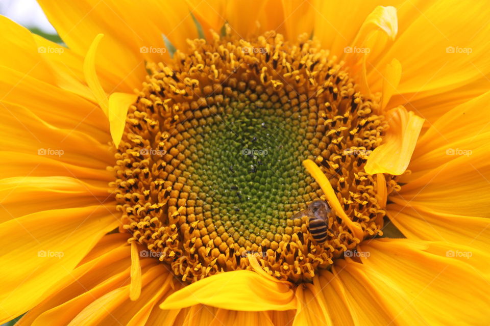 Sunflower-Bee