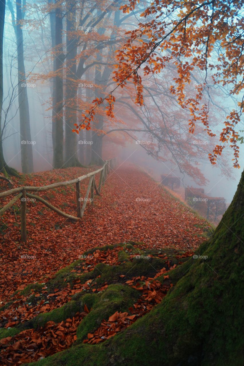 Misty Landscape 