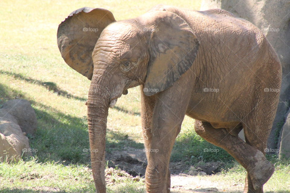 muddy elephant calf